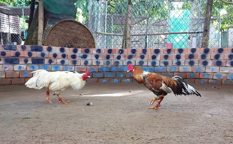 Giới thiệu đá gà PG99 